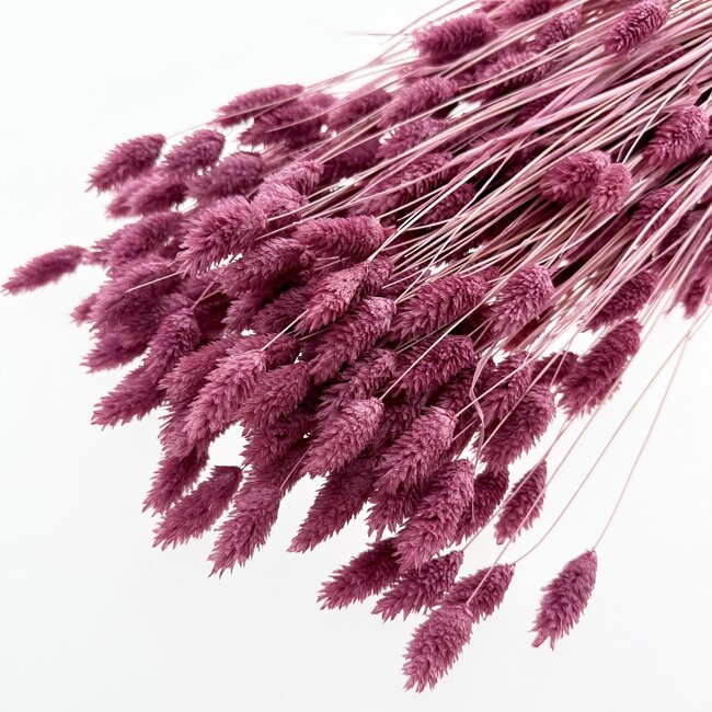 Dark Pink Purple Phalaris Dried Flowers | Length ± 65 centimetres | Weight ± 150 grams