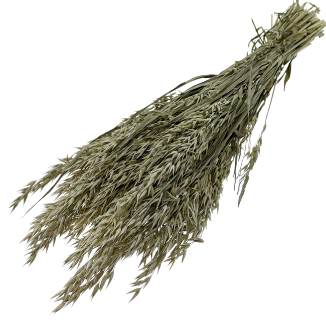 Frosted White Avena Haver droogbloemen | Lengte ± 70 centimeter | Gewicht 150 gram