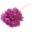 Roze gebleekte Hydrangea Cabeza | Gepreserveerde Hortensia | Gewicht ± 50 gram | Per 3 stelen