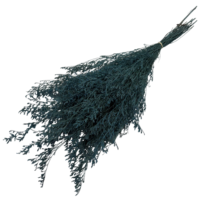 Blauwe Caspia gepreserveerde bloemen | Lengte ± 65 centimeter | Gewicht ± 100 gram