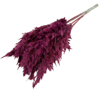 Dutch Dried Plumes de pampa séchées bordeaux | Longueur ± 70 centimètres | Par 10 branches