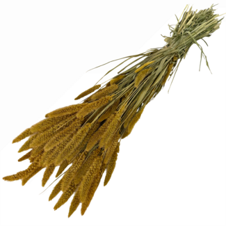 Dutch Dried Ockergelbe Setarea Trockenblumen | Länge ± 70 Zentimeter | Gewicht ± 150 Gramm