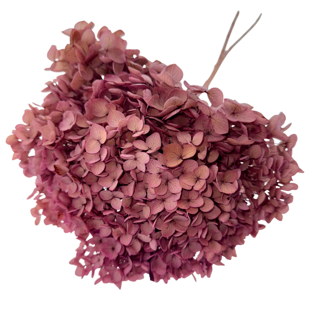 Old Rose Hydrangea | Preserved Hydrangea | Length ± 65 centimetres | Per 2 stems
