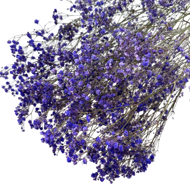Paarse Gypsophila | Gedroogd Gipskruid | Lengte ± 60 centimeter | Per 5 takken