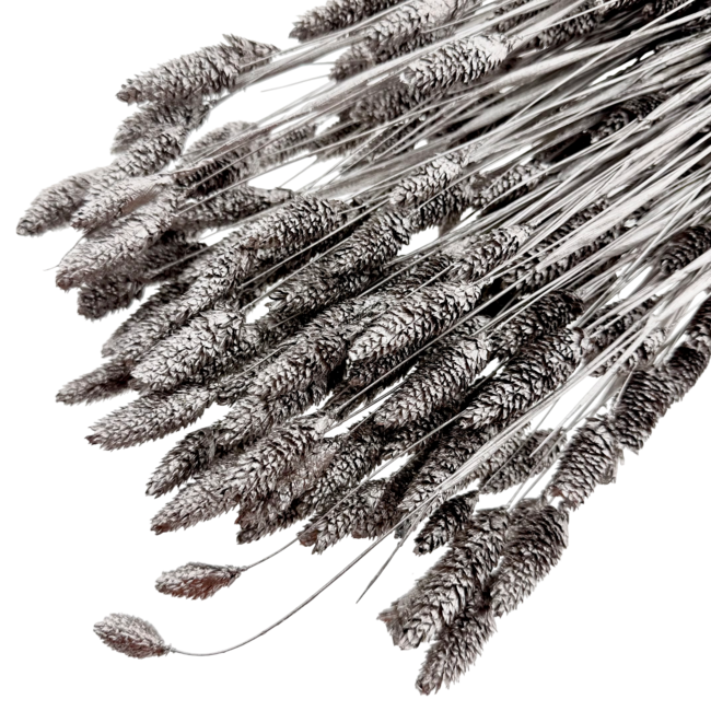 Metallic Silver Phalaris dried flowers | Length ± 65 centimetres | Weight ± 150 grams