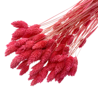 Dolce Vita Neon-pink Phalaris dried flowers | Length ± 65 centimetres | Weight ± 150 grams
