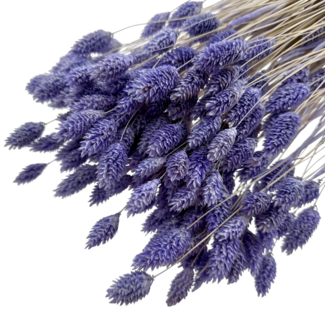 Dolce Vita Lavender-purple Phalaris dried flowers | Length ± 65 centimetres | Weight ± 150 grams