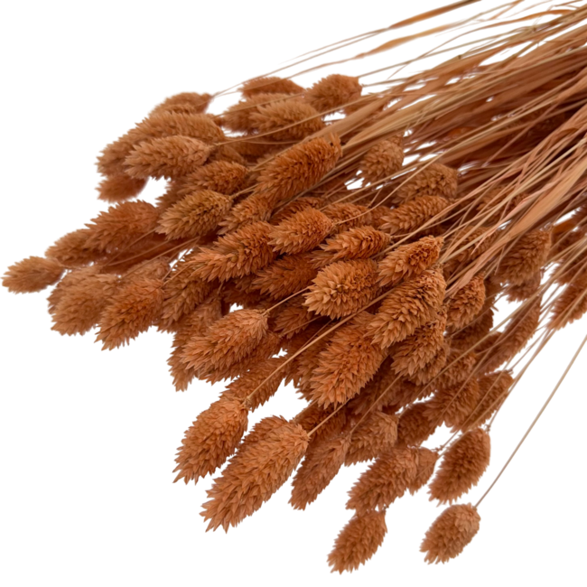 Light Orange Phalaris Dried Flowers | Length ± 65 centimetres | Weight ± 150 grams