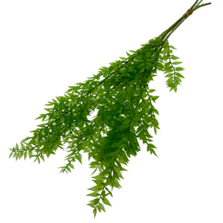 Dolce Vita Light green Ruscus dried flowers | Length ± 65 centimetres | Weight ± 100 grams