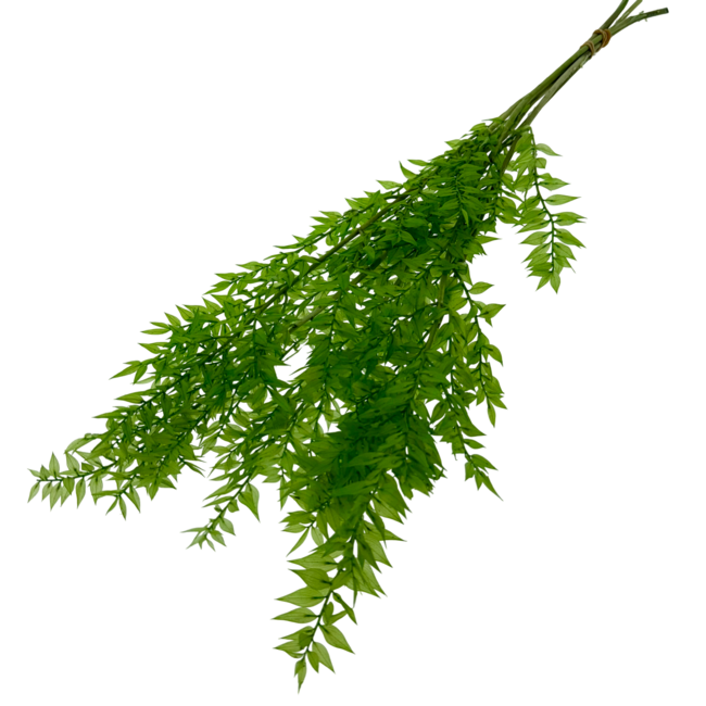 Lichtgroene Ruscus droogbloemen | Lengte ± 65 centimeter | Gewicht ± 100 gram