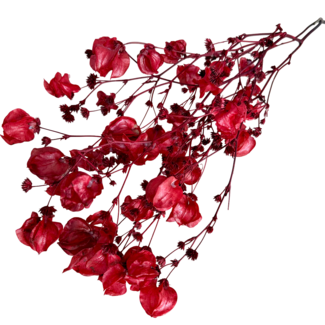 Dolce Vita Rode Bougainvillea droogbloemen | Lengte ± 45 centimeter | Gewicht ± 35 gram