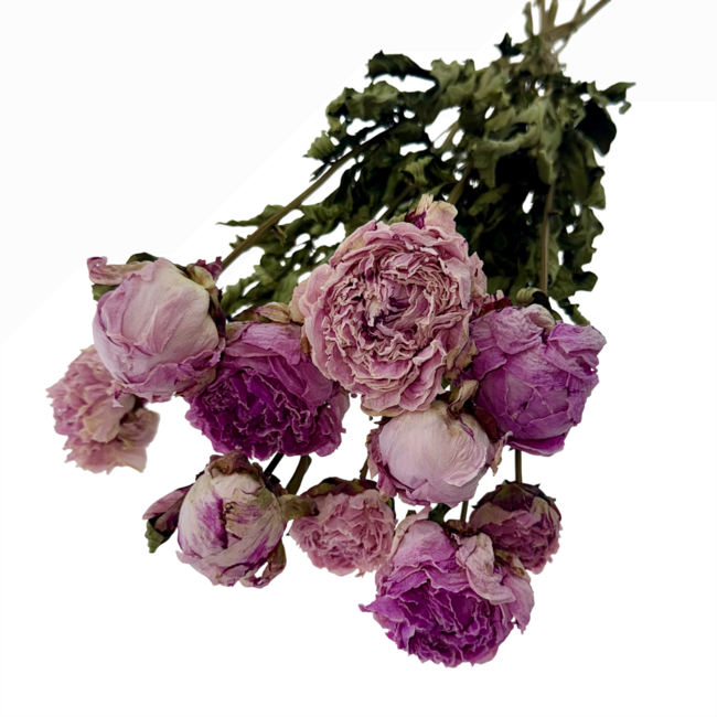 Trockenblumenstrauß Paeonia Passion | Farbe: Rosa Mix | Länge: 65 Zentimeter | Pro 10 Pfingstrosen