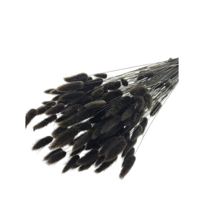 Brown-black Lagurus dried flowers | Length ± 65 centimetres | Weight ± 100 grams