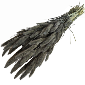 Dutch Dried Frosted Grey Setarea Trockenblumen | Länge ± 70 Zentimeter | Gewicht ± 150 Gramm