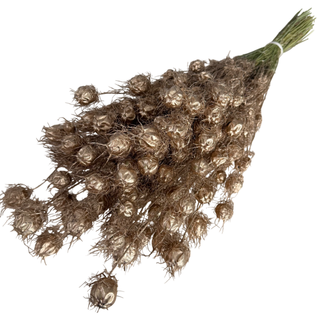 Fleurs séchées Nigella couleur or antique | Longueur ± 55 centimètres | Poids ± 100 grammes