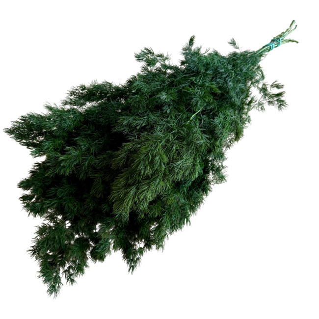 Green Asparagus | Preserved branches | Length ± 60 centimetres | Weight ± 80 grams