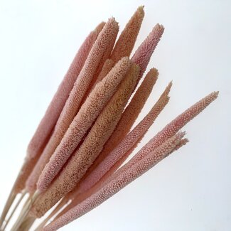 Casa Alegria Extra Light Pink Babala dried flowers | Length ± 65 centimetres | Per 15 stems