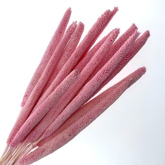 Casa Alegria Light Pink Babala Dried Flowers | Length ± 65 centimetres | Per 15 stems