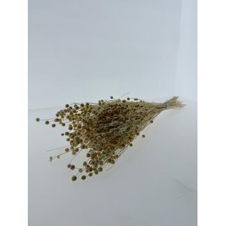 Casa Alegria White bleached Linum - Flax dried flowers | Length ± 55 centimetres | Weight ± 150 grams