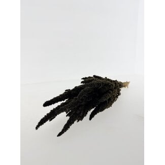 Dutch Dried Dark grey Amaranthus Cruentus dried flowers | Length ± 60 centimetres | Weight ± 100 grams