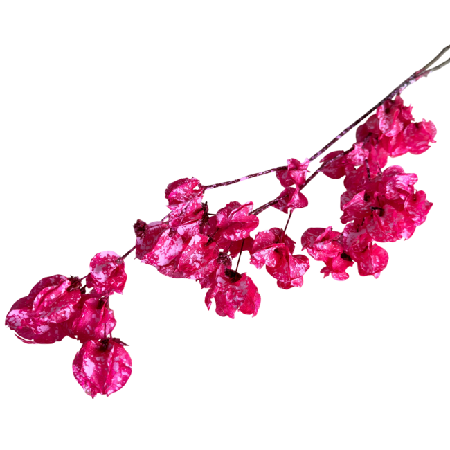 Pink Splatter Bougainvillea dried flowers | Length ± 45 centimetres | Weight ± 35 grams