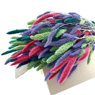 Dutch Dried Mix Setarea dried flowers | Length ± 70 centimetres | Weight ± 150 grams