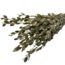 Olive Green Baby Lunaria Dried Flowers | Length ± 65 centimetres | Per 5 stems