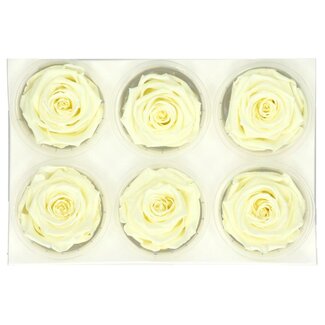 4A Preserved Rose | Colour: Cream | Dried Decoration | Diameter 6 centimetres | Per 6 roses