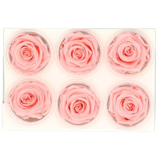 4A Konservierte Rose | Farbe: Hellrosa | Trockenblumendekoration | Durchmesser 6 Zentimeter | Pro 6 Rosen