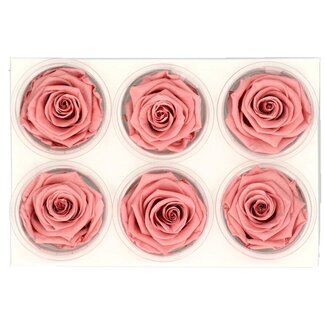 4A Konservierte Rose | Farbe: Altrosa | Trockenblumendekoration | Durchmesser 6 Zentimeter | Pro 6 Rosen