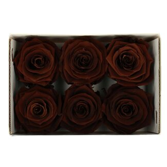 4A Konservierte Rose | Farbe: Braun | Trockenblumendekoration | Durchmesser 6 Zentimeter | Pro 6 Rosen
