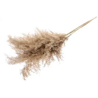 Dutch Dried Natürliche braune Federwedel | Länge ± 100 Zentimeter | Gewicht ± 125 Gramm | Pro 5 Federn