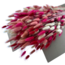 Lagurus Lady mix dried flowers | Length ± 65 centimetres | Weight ± 100 grams