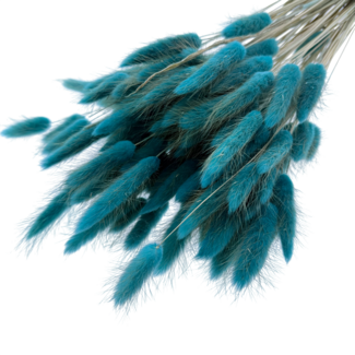 Dolce Vita Bright Petrol Lagurus Trockenblumen | Länge ± 65 Zentimeter | Gewicht ± 100 Gramm