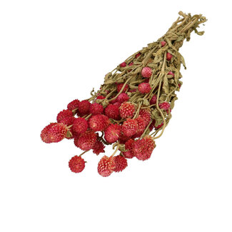 Casa Alegria Naturel lila Gomphrena droogbloemen | Lengte ± 60 centimeter | Gewicht ± 100 gram