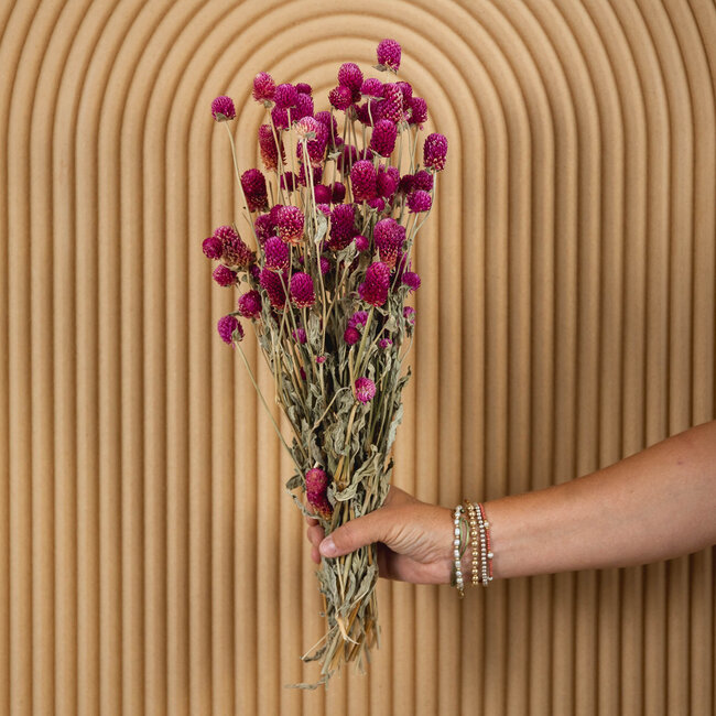 Natürliche lila Gomphrena Trockenblumen | Länge ± 60 Zentimeter | Gewicht ± 100 Gramm