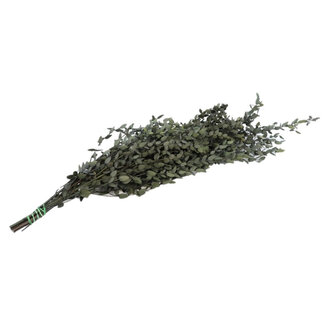 4A Gepreserveerde Eucalyptus Parvifoglia | Kleur: Groen | Droogdecoratie | Lengte ± 65 centimeter | Gewicht 150 gram | Per bos