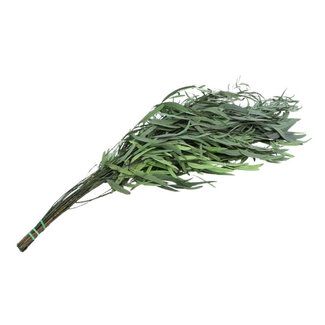 4A Preserved Eucalyptus Nicoly | Colour: Green | Dried Decoration | Length ± 65 centimetres | Weight 150 grams | Per bunch