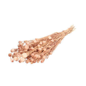 4A Gepreserveerde Nigella | Kleur: Oudroze | Droogdecoratie | Lengte ± 55 centimeter | Per bos
