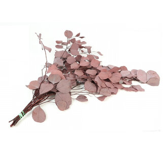 4A Gepreserveerde Eucalyptus Populus | Kleur: Rood | Droogdecoratie | Lengte ± 65 centimeter | Gewicht 150 gram | Per bos