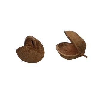 4A Droogdeco Budha-nuts | Kleur: Bruin | Per 5 stuks