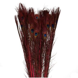 4A Pfauenfeder | Farbe: Kirschrot | Länge 100 Zentimeter | Pro 10 Federn