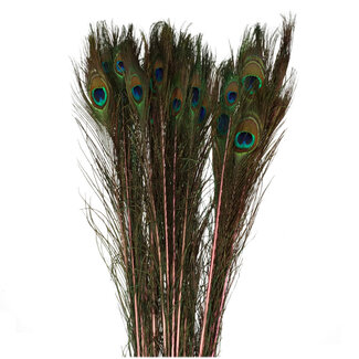 4A Peacock Feather | Colour: Pink | Length 100 centimetres | Per 10 feathers
