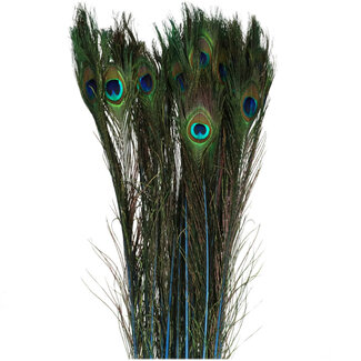 4A Peacock Feathers | Colour: Blue | Length: 100 centimetres | Per 10 feathers