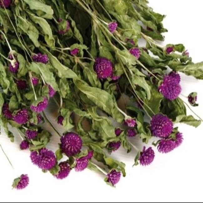 Lila Gomphrena droogbloemen