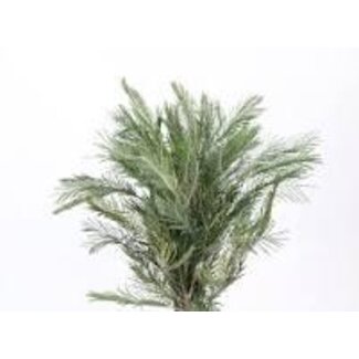 Elisa Buijnink Mimosa Silver Queen