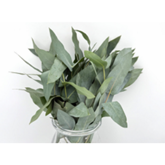 Elisa Buijnink Eucalyptus Nitens