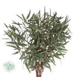 Elisa Buijnink Eucalyptus Victoria Mini