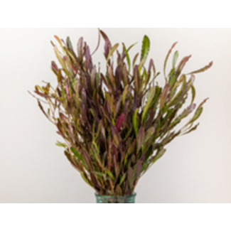 Elisa Buijnink Dodonaea