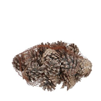 4A Sylvester Pine Cones | Colour: Natural White | Weight: 200 grams | Per bag